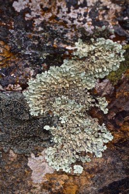 Lichen