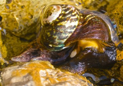 Shellfish eating starfish