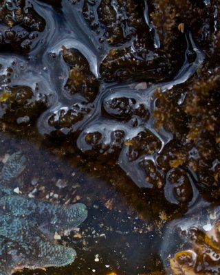 Starfish & waterflow