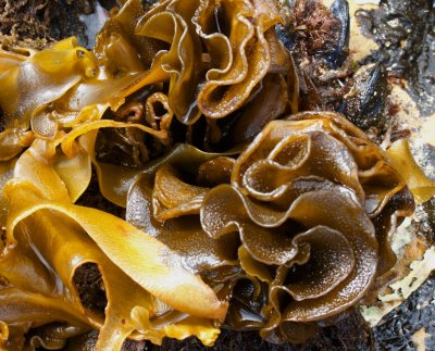 Kelp