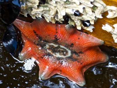Starfish