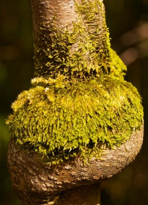 Mossy knot