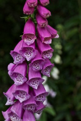 Foxglove by the Pipeline Track