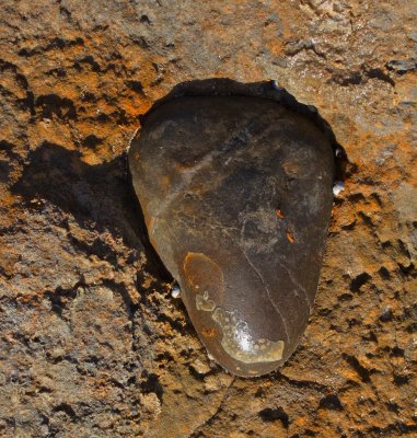 Polished stone embedded in sedimentary rock