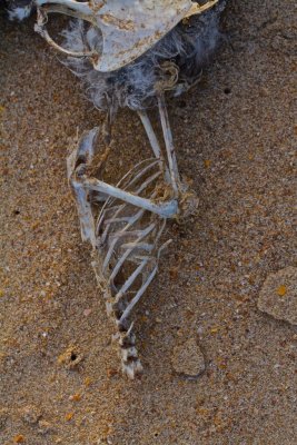 Bird Skeleton