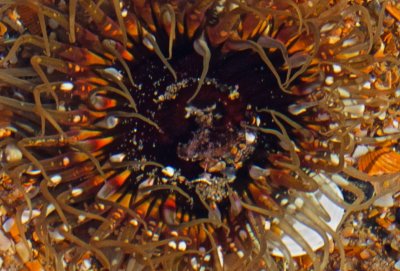 Rock pool anemone