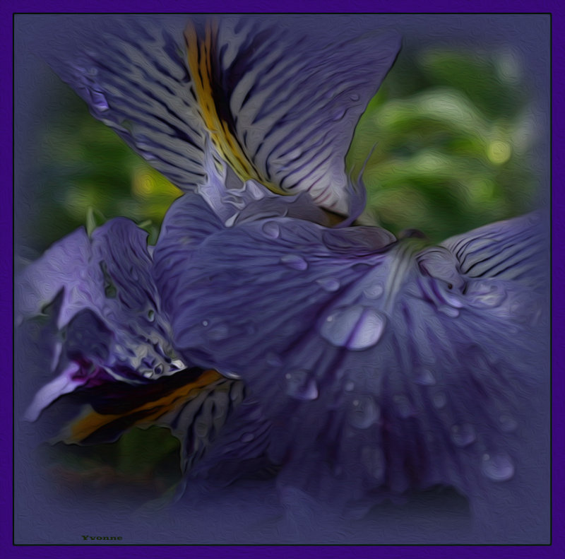 Winter iris in mid-winter