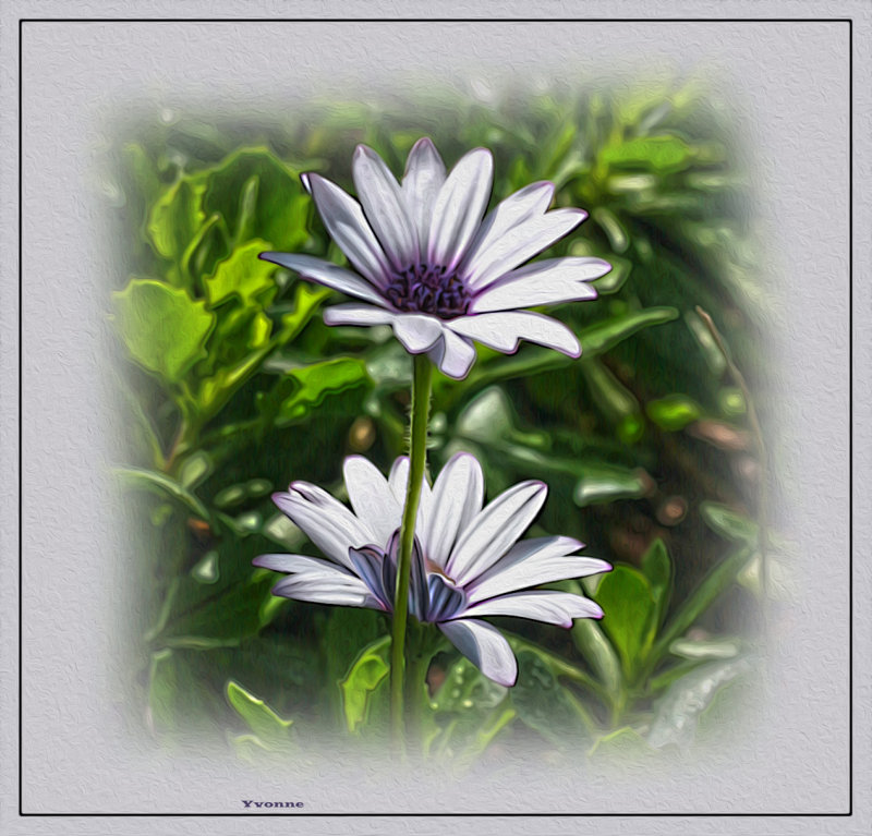 White daisies