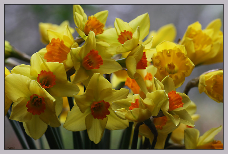 3 bunches of Daffodils