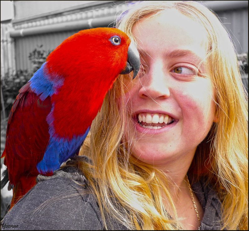 A very friendly parrot