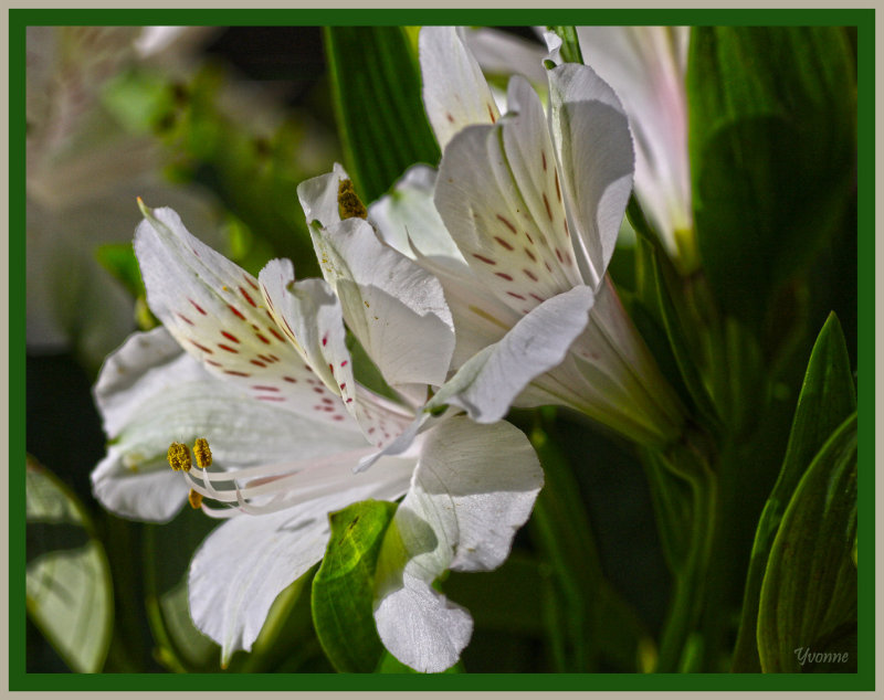 White princess lilies