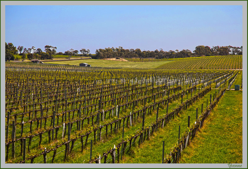 View of some of the vines