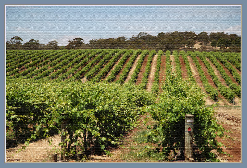 Australian wine regions