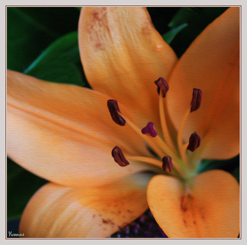 Lily from a bouquet