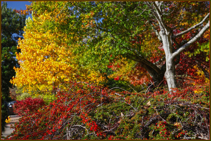 Leaves & berries