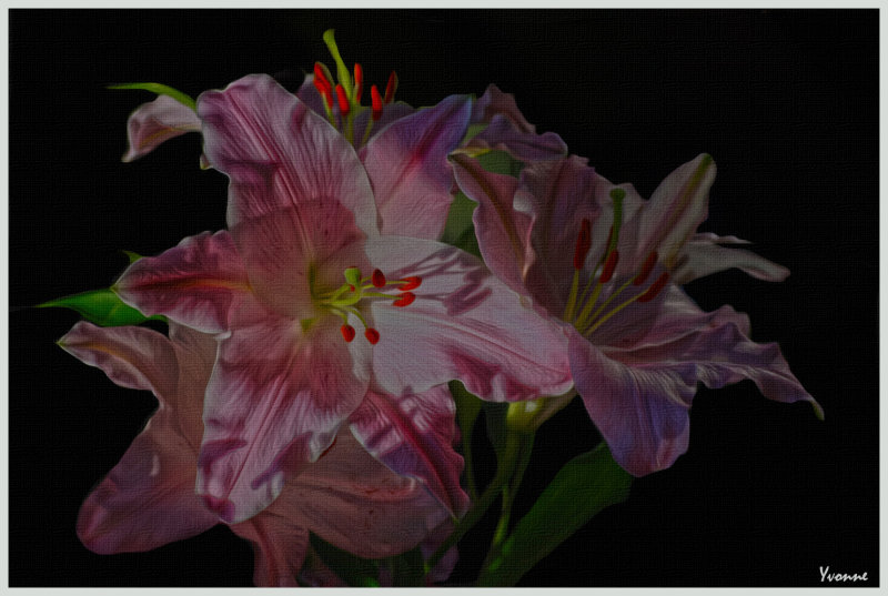 Pink Lilies on black