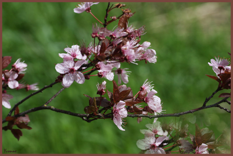 Plum Blossom