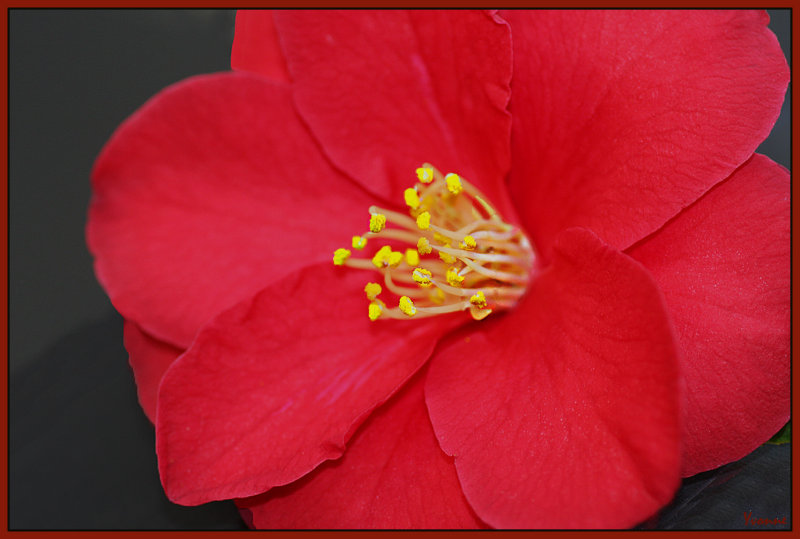 The red camellia
