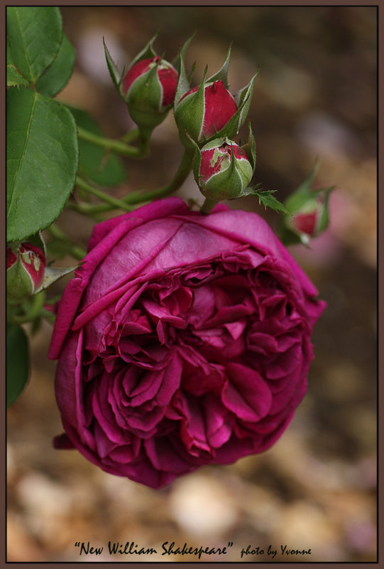 New William Shakespeare (the rose)