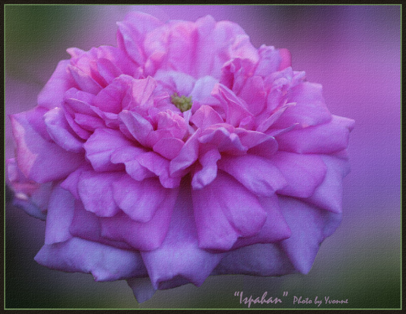 Ispahan a Damask rose