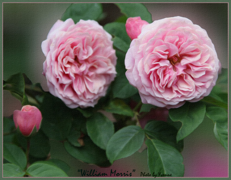 William Morris