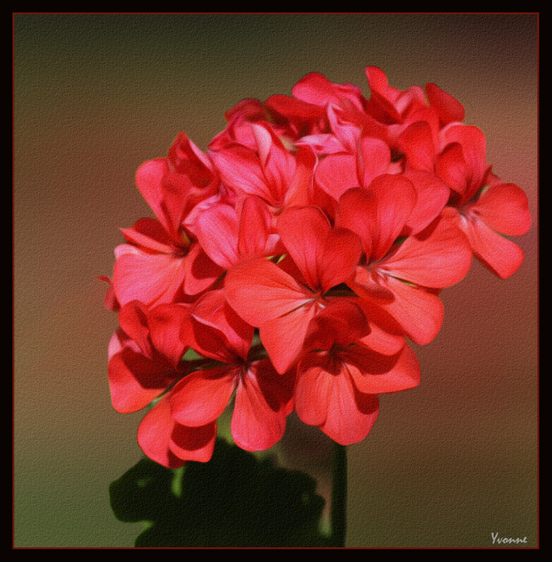 Red Zonal Pelargonium
