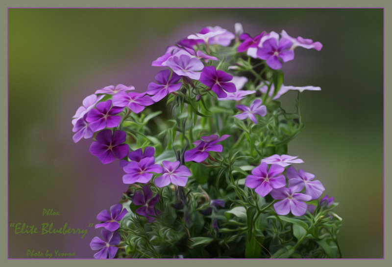 Phlox Elite Blueberry