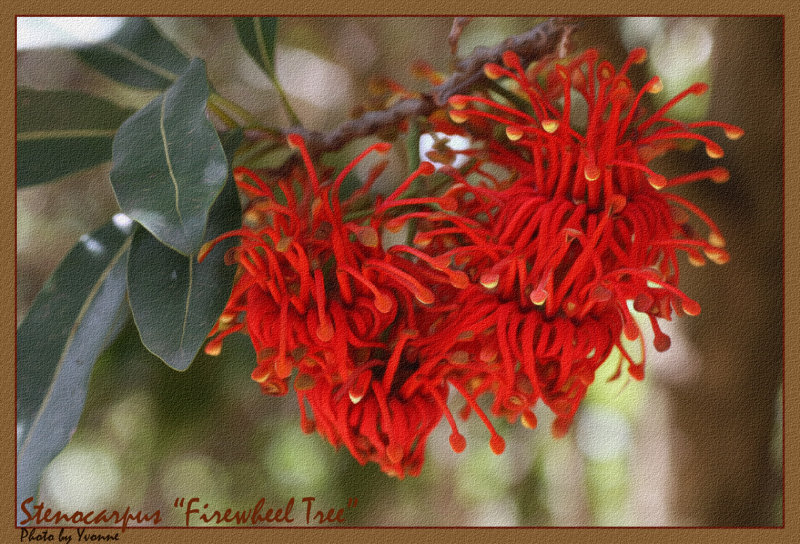 Firewheel Tree