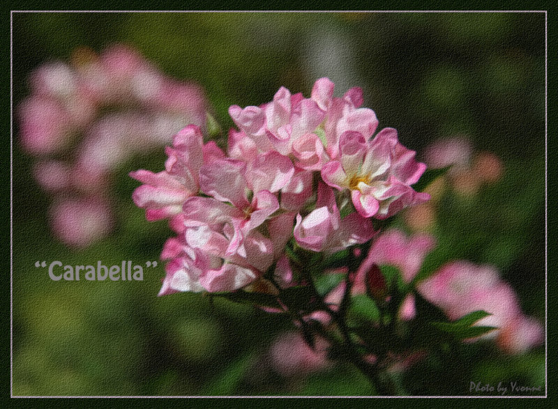 Carabella