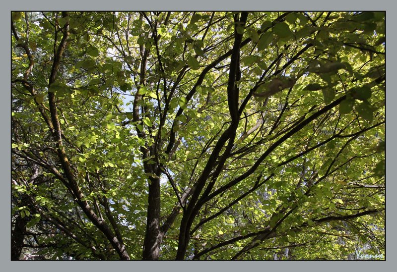 Golden Elm in early autumn