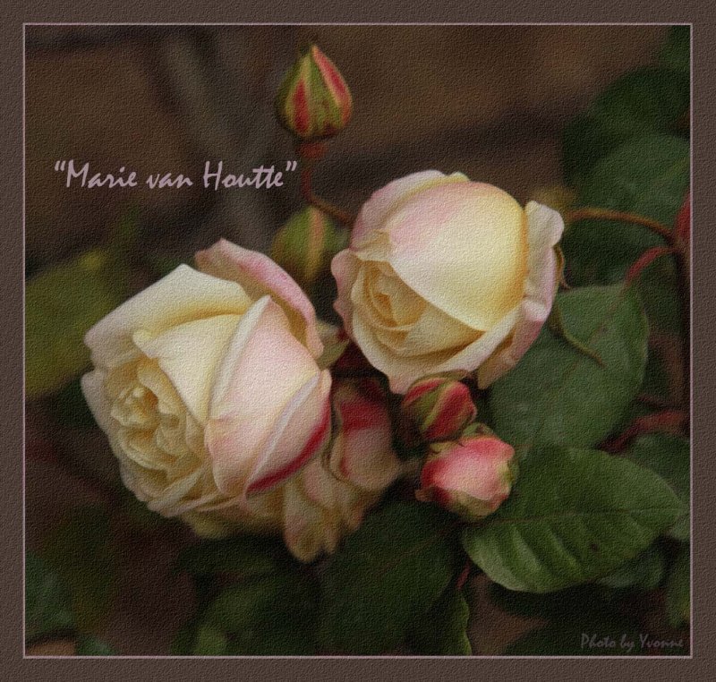 Marie van Houtte
