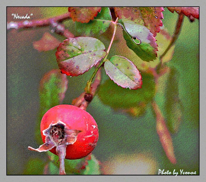 Rose hip, one of many