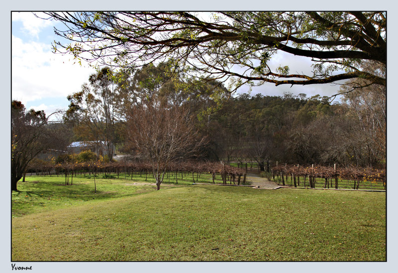 Kilikanoon display vines