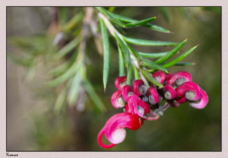 Grevillea