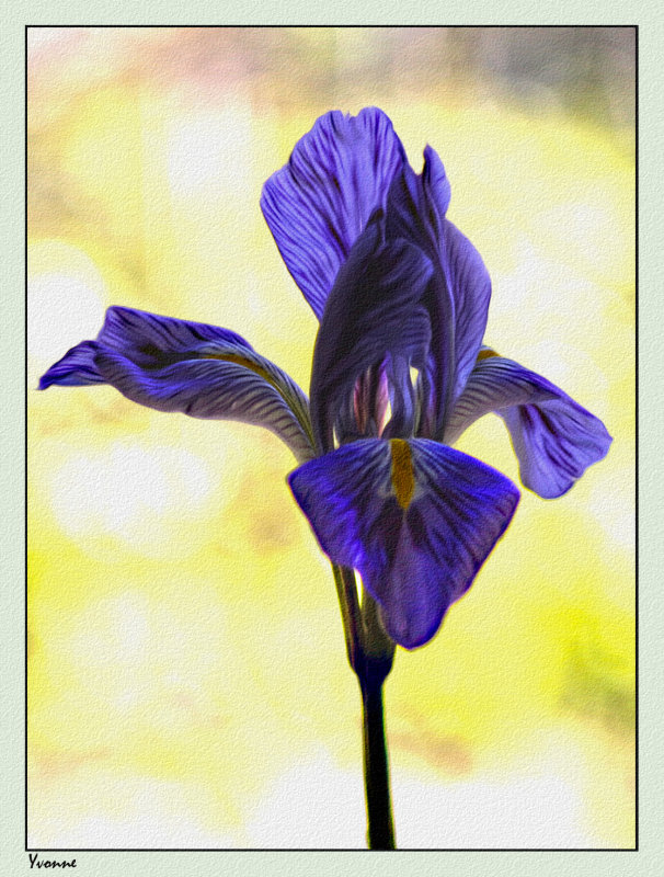 Winter Iris