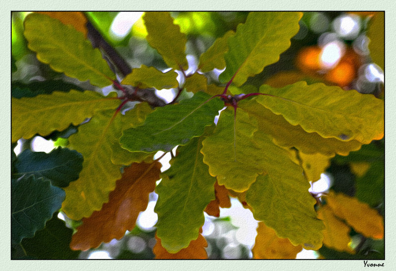 Coloured Oakleaves