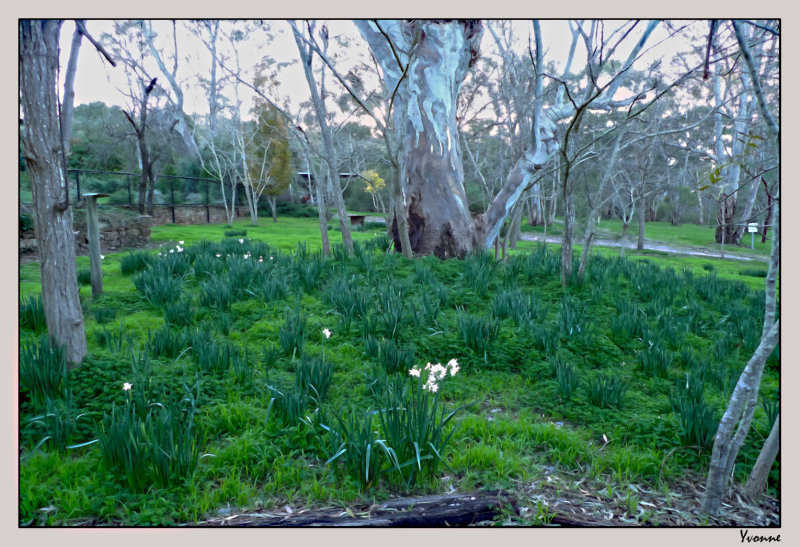 Jonquils colonising