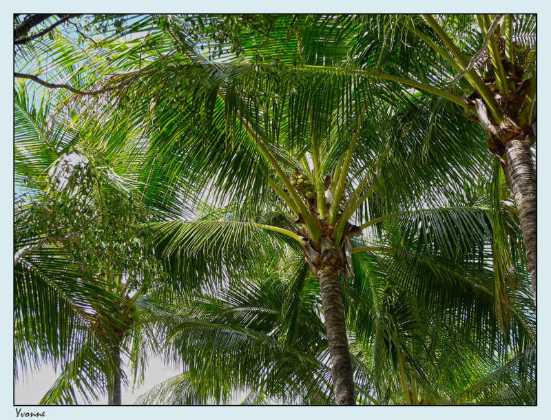 Palms in the tropics