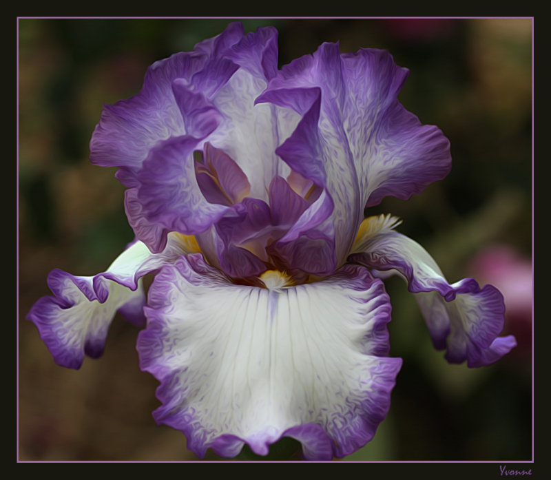 Tall Bearded Iris 3