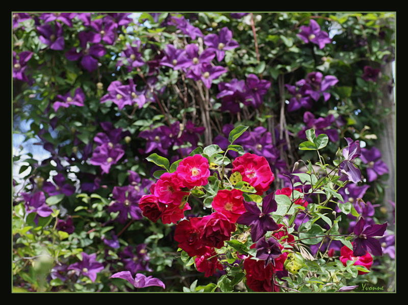 Roses & Clematis