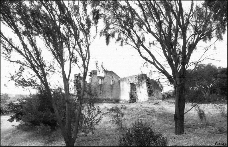 Various wine growing areas in mono