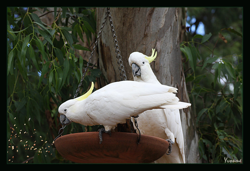Two sulphur crested cockatoos at the seed dish