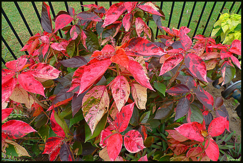 Coloured leaves - coleus 
