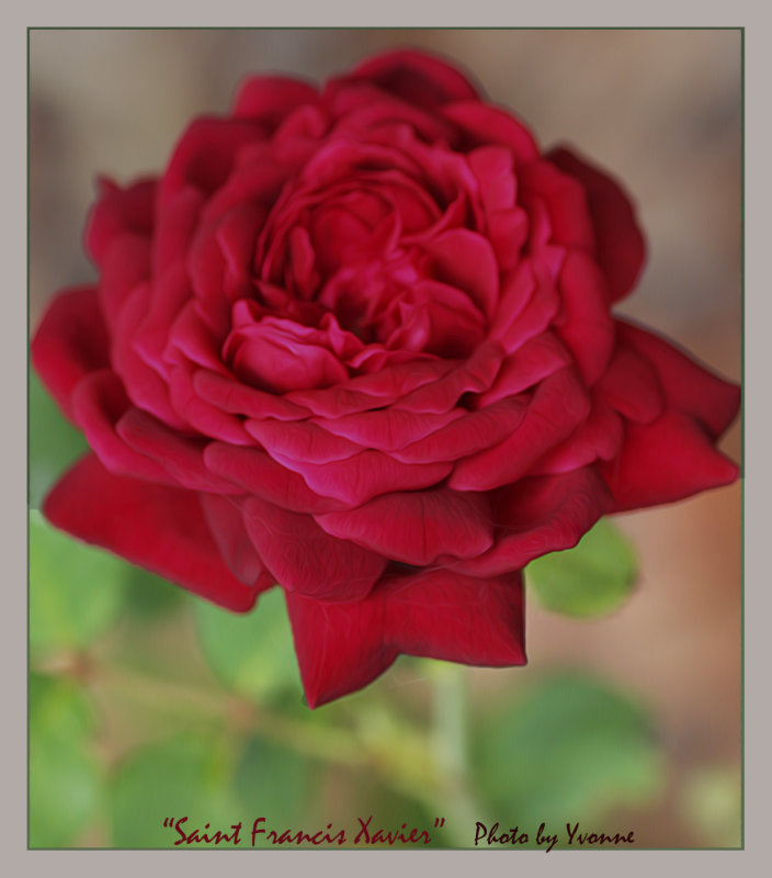St. Francis Xavier rose for Valentine's Day