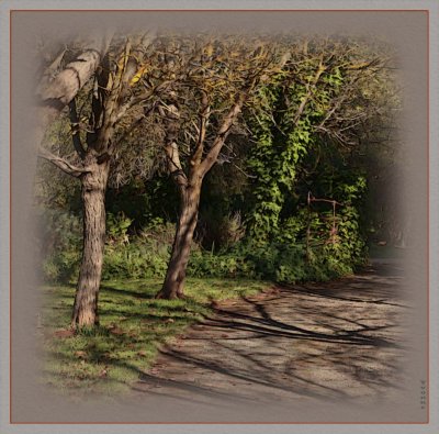 Pear Tree lined driveway
