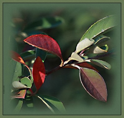 Cottaniasta leaves