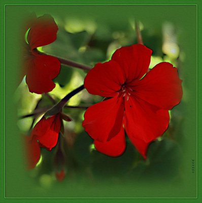 Zonal pelargonium