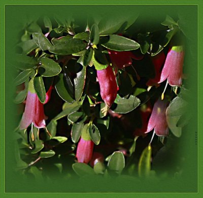 Correa - Wild Fuchsia