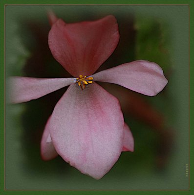 Tree Begonia flower