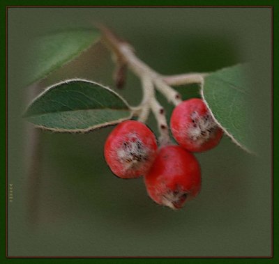 Cottaniasta berries